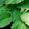 Hosta 'Dancing Queen', habit