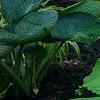 Hosta 'Dancing Queen', habit