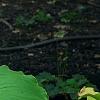 Hosta 'Dancing Queen', habit