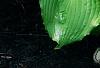 Hosta 'Dancing Queen', habit