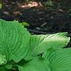 Hosta 'Dancing Queen', habit