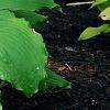 Hosta 'Dancing Queen', habit
