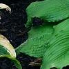 Hosta 'Dancing Queen', habit