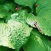 Hosta 'Dancing Queen', habit