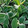 Hosta 'Decorata', habit