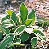 Hosta 'Decorata', habit