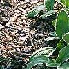 Hosta 'Decorata', habit