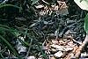 Hosta 'Decorata', habit