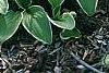 Hosta 'Decorata', habit