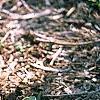 Hosta 'Decorata', habit