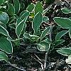Hosta 'Decorata', habit