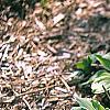 Hosta 'Decorata', habit