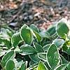Hosta 'Decorata', habit