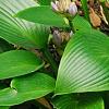 Hosta 'Devon Green', habit