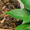Hosta 'Devon Green', habit