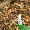 Hosta 'Devon Green', habit