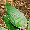 Hosta 'Devon Green', habit