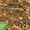 Hosta 'Devon Green', habit