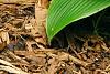Hosta 'Devon Green', habit