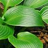 Hosta 'Devon Green', habit