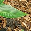 Hosta 'Devon Green', habit