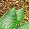 Hosta 'Devon Green', habit