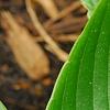 Hosta 'Devon Green', leaves