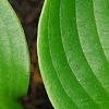 Hosta 'Devon Green', leaves