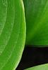 Hosta 'Devon Green', leaves