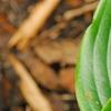 Hosta 'Devon Green', leaves