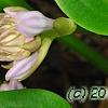 Hosta 'Devon Green', leaves