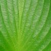Hosta 'Devon Green', leaves