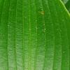Hosta 'Devon Green', leaves