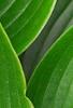 Hosta 'Devon Green', leaves