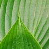 Hosta 'Devon Green', leaves