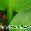 Hosta 'Devon Green', leaves