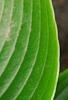 Hosta 'Devon Green', leaves