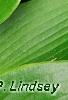Hosta 'Devon Green', leaves