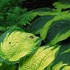 Hosta 'Dick Ward', habit