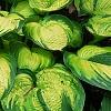 Hosta 'Dick Ward', habit