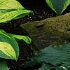 Hosta 'Dick Ward', habit