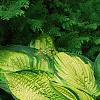 Hosta 'Dick Ward', habit