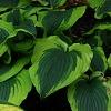 Hosta 'Dick Ward', habit