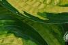 Hosta 'Dick Ward', leaves