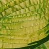 Hosta 'Dick Ward', leaves