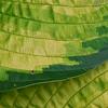Hosta 'Dick Ward', leaves