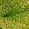 Hosta 'Dick Ward', leaves