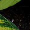 Hosta 'Dick Ward', leaves
