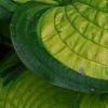 Hosta 'Dick Ward', leaves