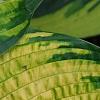 Hosta 'Dick Ward', leaves